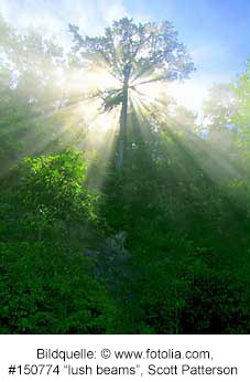 Baum in der Morgensonne